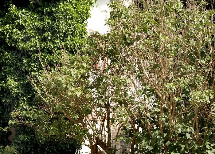 Rum i privatbostad Ländlezimmer Rankweil